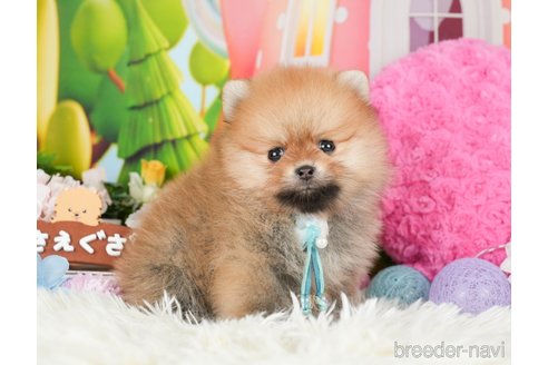 成約済の神奈川県のポメラニアン-280927の4枚目