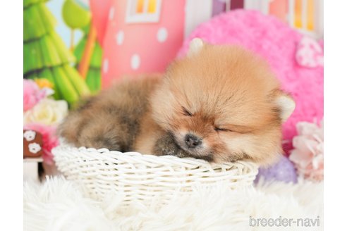 成約済の神奈川県のポメラニアン-280927の5枚目