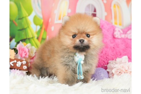 成約済の神奈川県のポメラニアン-280927の6枚目