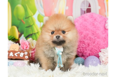 成約済の神奈川県のポメラニアン-280927の3枚目