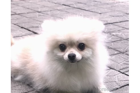 成約済の千葉県のポメチワ:ポメラニアン×チワワ-243839の5枚目