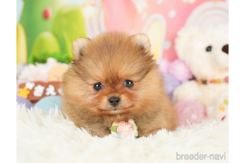 成約済の神奈川県のポメラニアン-280931の5枚目