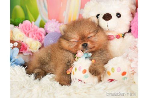 成約済の神奈川県のポメラニアン-280931の6枚目