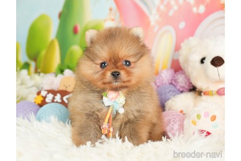 成約済の神奈川県のポメラニアン-280931の3枚目