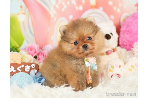 成約済の神奈川県のポメラニアン-280931の4枚目