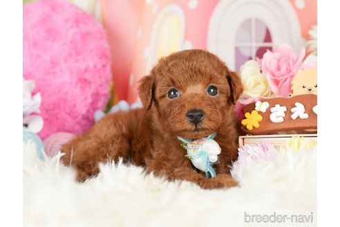 成約済の神奈川県のトイプードル-280932の4枚目