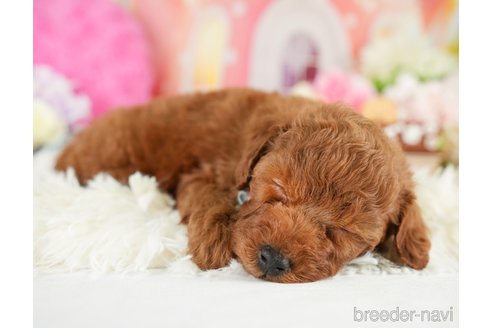 成約済の神奈川県のトイプードル-280932