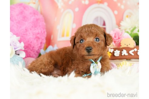 成約済の神奈川県のトイプードル-280932の5枚目