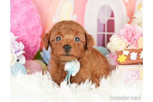 成約済の神奈川県のトイプードル-280932の6枚目