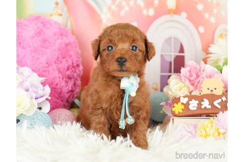 成約済の神奈川県のトイプードル-280932の3枚目