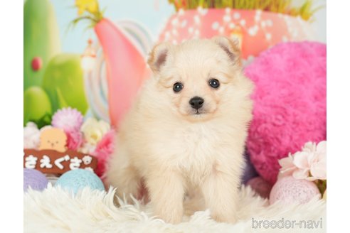 成約済の神奈川県のポメチワ:ポメラニアン×チワワ-280933の2枚目