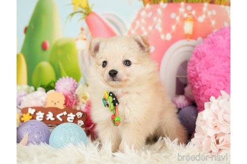 成約済の神奈川県のポメチワ:ポメラニアン×チワワ-280933の3枚目