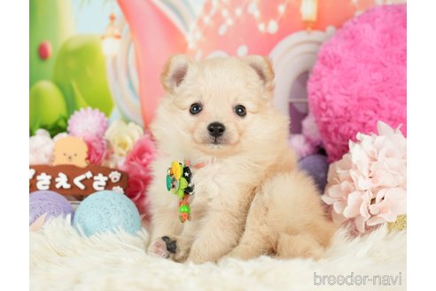 成約済の神奈川県のポメチワ:ポメラニアン×チワワ-280933