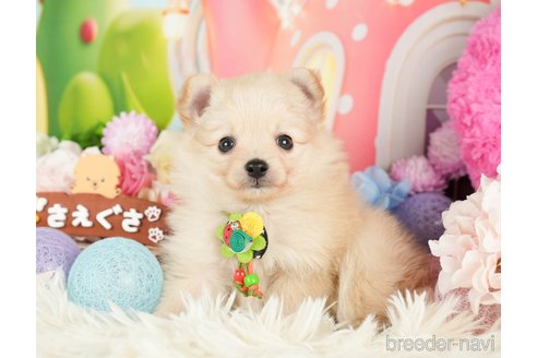 成約済の神奈川県のポメチワ:ポメラニアン×チワワ-280933の4枚目