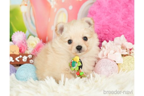 成約済の神奈川県のポメチワ:ポメラニアン×チワワ-280933の5枚目