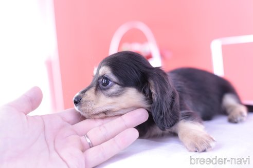 商談中の愛知県のカニンヘンダックスフンド(ロングヘアード)-277257の4枚目