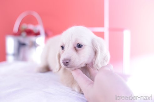 成約済の愛知県のカニンヘンダックスフンド(ロングヘアード)-277253の2枚目