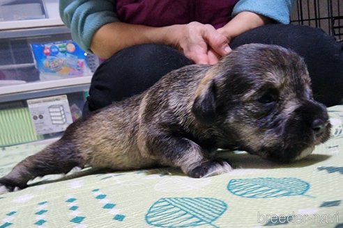 成約済の岡山県のミニチュアシュナウザー-281059の14枚目