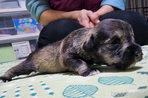 成約済の岡山県のミニチュアシュナウザー-281059の15枚目