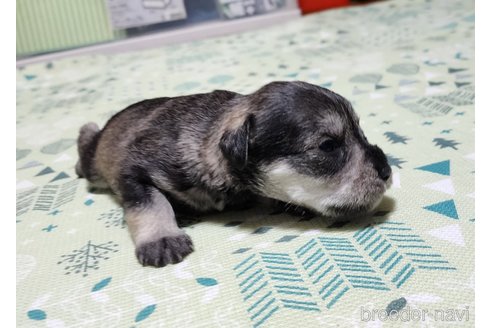 成約済の岡山県のミニチュアシュナウザー-281062の10枚目