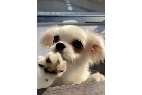 成約済の福岡県のミックス犬-263587の2枚目