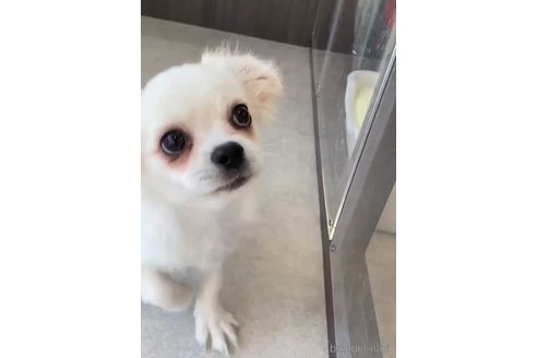 成約済の福岡県のミックス犬-263587の3枚目