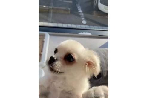 成約済の福岡県のミックス犬-263587の4枚目