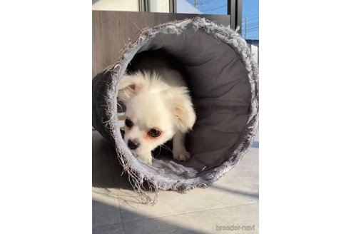 成約済の福岡県のミックス犬-263587の5枚目