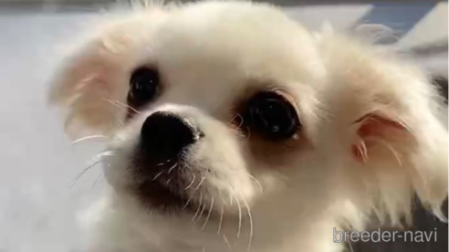 成約済の福岡県のミックス犬-263587の1枚目