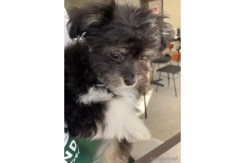 成約済の福岡県のチワマル:チワワ×マルチーズ-268561の3枚目