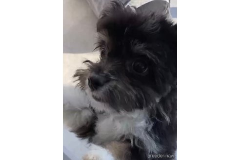 成約済の福岡県のチワマル:チワワ×マルチーズ-268561の4枚目