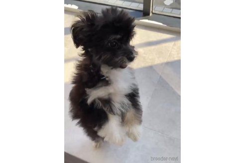 成約済の福岡県のチワマル:チワワ×マルチーズ-268561の5枚目