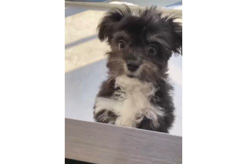 成約済の福岡県のチワマル:チワワ×マルチーズ-268561の6枚目