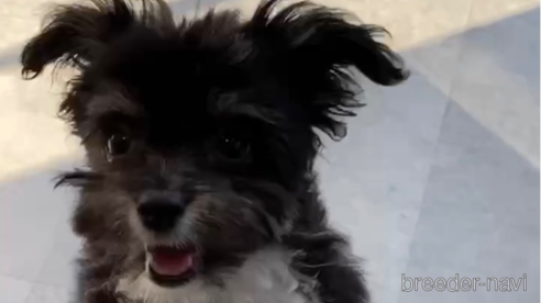 成約済の福岡県のチワマル:チワワ×マルチーズ-268561の2枚目