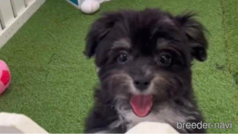 成約済の福岡県のチワマル:チワワ×マルチーズ-268561の1枚目