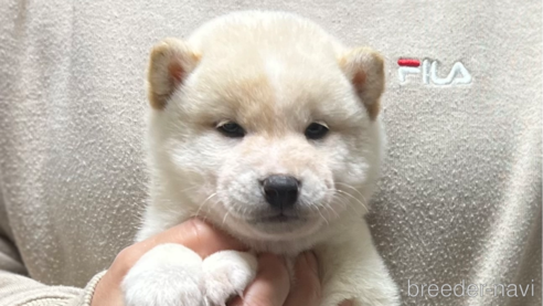 成約済の愛知県の柴犬-279627の1枚目