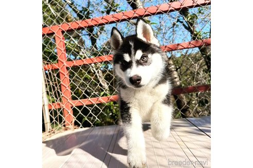 成約済の茨城県のシベリアンハスキー-281127の8枚目