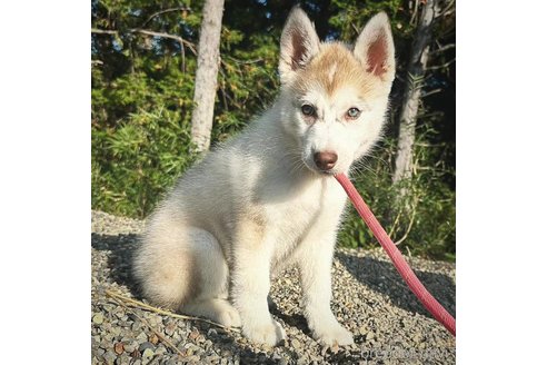 成約済の茨城県のシベリアンハスキー-281131の2枚目