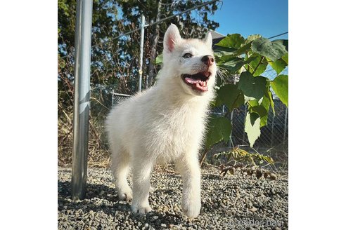 成約済の茨城県のシベリアンハスキー-281131の3枚目