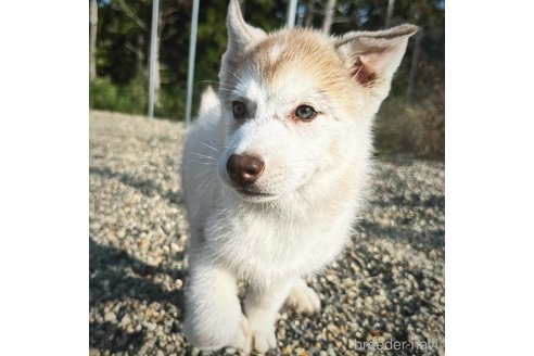 成約済の茨城県のシベリアンハスキー-281131の4枚目