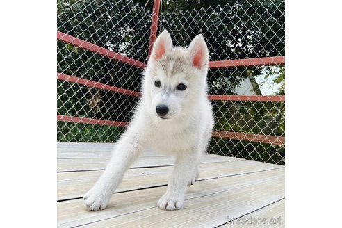 成約済の茨城県のシベリアンハスキー-281132の2枚目