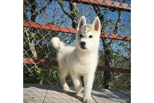 成約済の茨城県のシベリアンハスキー-281132の4枚目