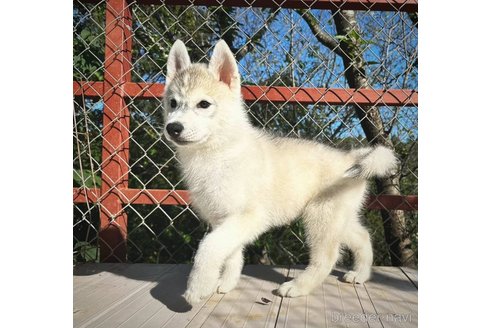 成約済の茨城県のシベリアンハスキー-281132の5枚目