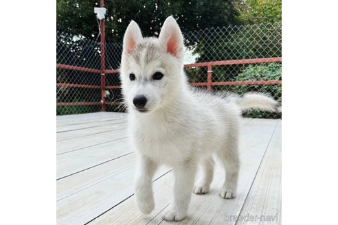 成約済の茨城県のシベリアンハスキー-281132の6枚目