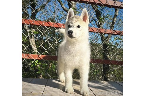 成約済の茨城県のシベリアンハスキー-281132の7枚目