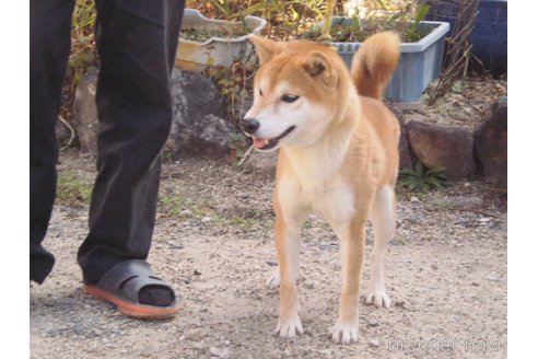 成約済の三重県の柴犬-281143の4枚目