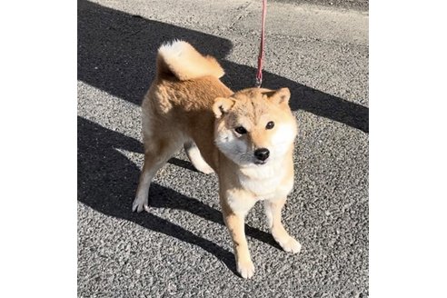まるちゃん1枚目