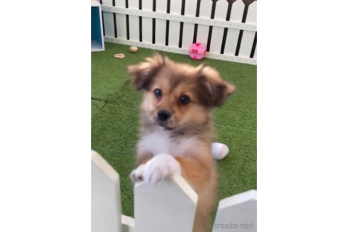 成約済の福岡県のミックス犬-269930の2枚目