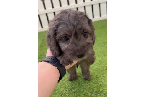 成約済の福岡県のダップー:ミニチュアダックスフンド×トイプードル-276905の3枚目