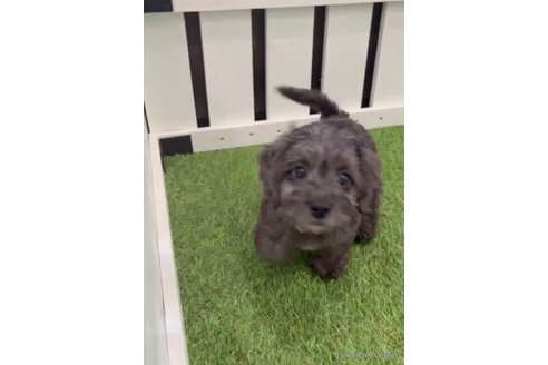 成約済の福岡県のダップー:ミニチュアダックスフンド×トイプードル-276905の4枚目